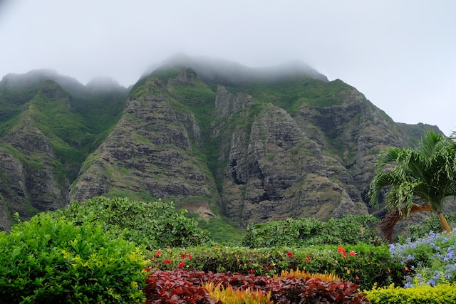 Kualoa Ranch with large green and rocky hills and wild flowers